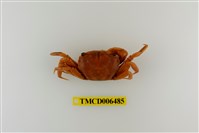 藏品(臺灣厚蟹)的圖片